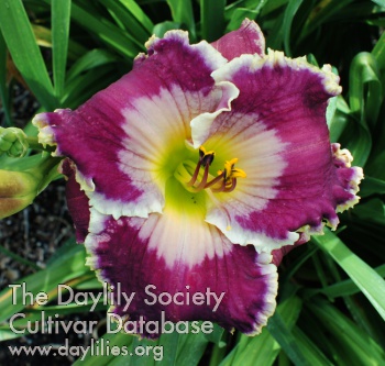 Daylily Spacecoast Royalty